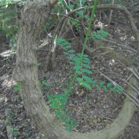 Phyllanthus reticulatus Poir.